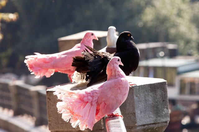 的幾場比賽 的幾場比賽